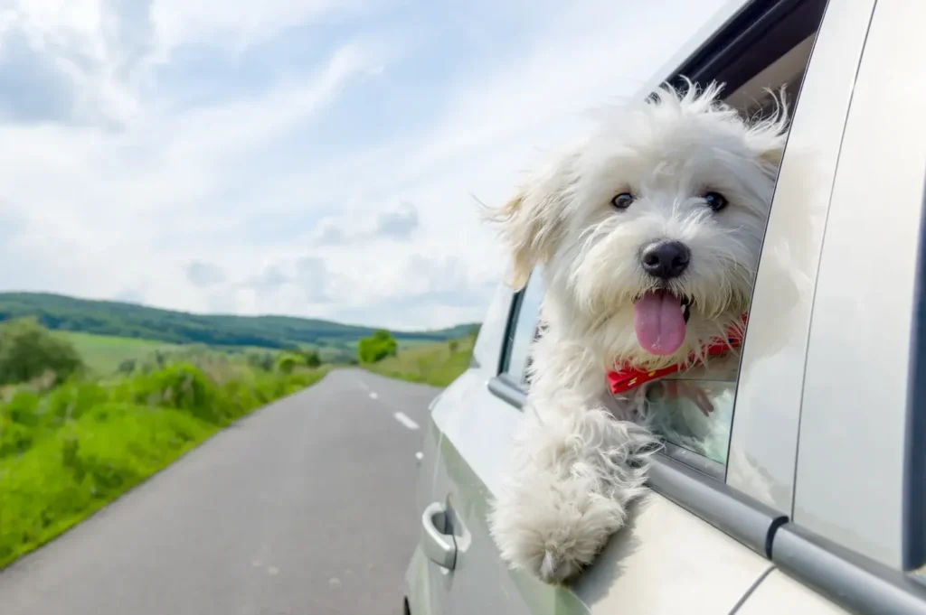 Help Your Anxious or Car Sick Dog Feel Better in the Car