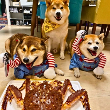 Adjustable For Christmas Funny Dog Clothes (4)