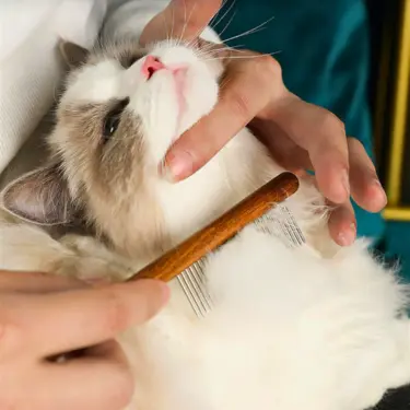Dense-Needles-Cat-Hair-Removal-Comb-Grooming-Tool-8.webp