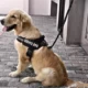 Dog Adjustable Reflective Harness (10)