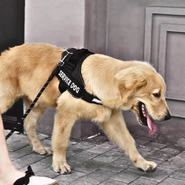 Dog Adjustable Reflective Harness (24)