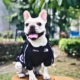 Dog Lightweight Rain Jacket Waterproof (15)
