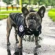 Dog Lightweight Rain Jacket Waterproof (4)