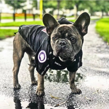 Dog Lightweight Rain Jacket Waterproof (4)