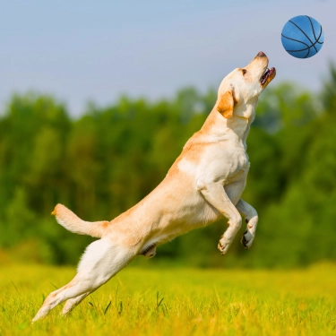 Non-Toxic Pet Sports Rubber Balls Toy (23)