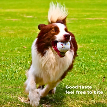 Toy Bite-Resistant Interactive Dog Ball (5)