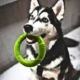 Training Exercise Rings Outdoor Toys (10)